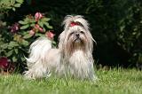 SHIH TZU 337